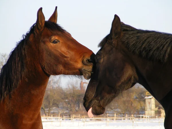 Brązowy koń lizanie czarne Koński Łeb — Zdjęcie stockowe