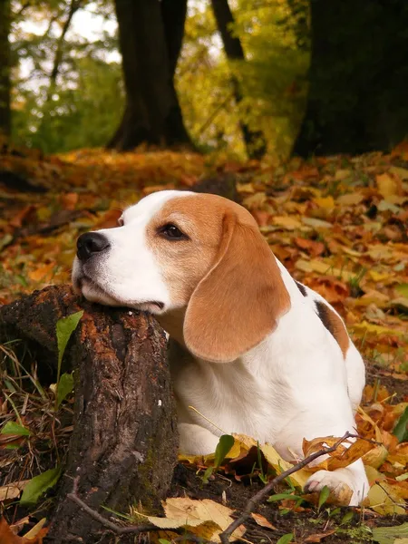 Beagle leżącego na korzeń drzewa w lesie jesienią — Zdjęcie stockowe