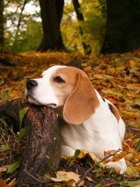 Beagle liegt im Herbst auf Baumwurzel im Wald lizenzfreie Stockfotos