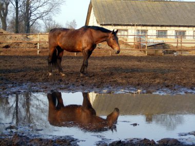 Brown horse and its reflection in the puddle clipart