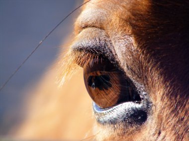 Brown horse eye clipart