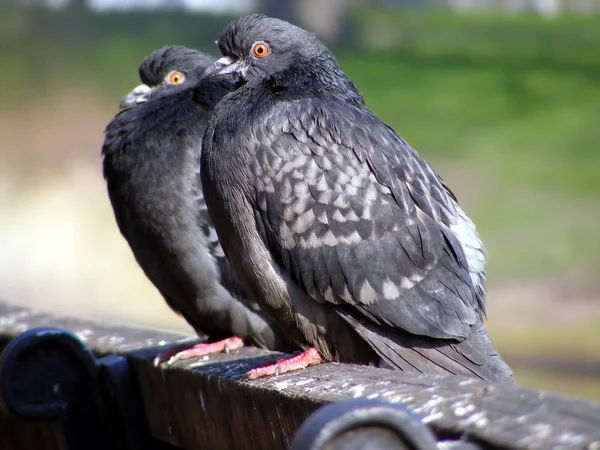 Dois pombos cinzentos escuros sentados no banco — Fotografia de Stock