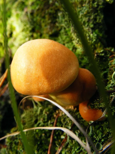 Žlutá houba v lese — Stock fotografie