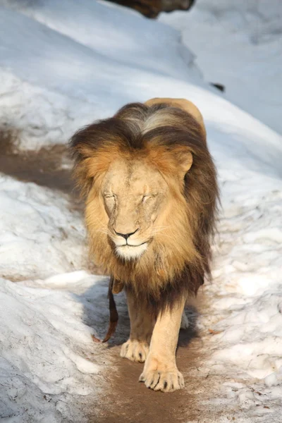 León con los ojos cerrados caminando en la nieve — Foto de Stock