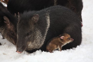Collared peccary lying in the snow with baby clipart
