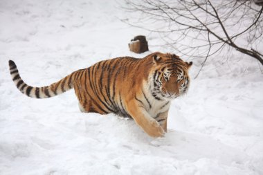 Beautiful tiger walking in snow clipart