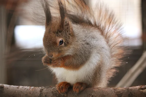 stock image Red squirrel sitting on the branch