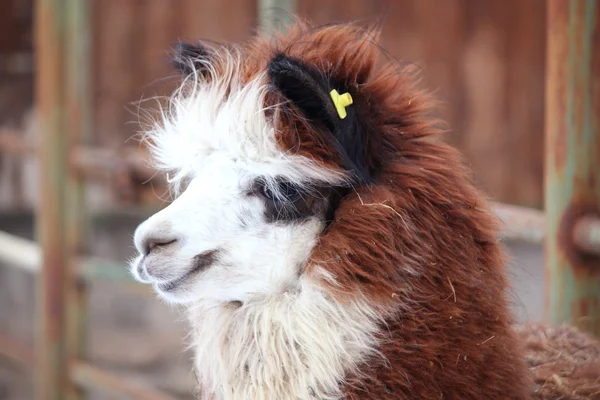 Portrait of brown and white Alpaca — Stock Photo, Image