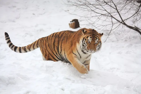 Beautiful tiger walking in snow — Stock Photo, Image