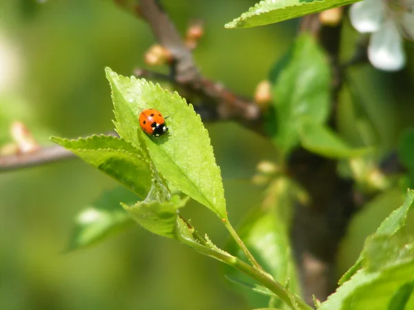 stock image Lady bug sitting on the plant