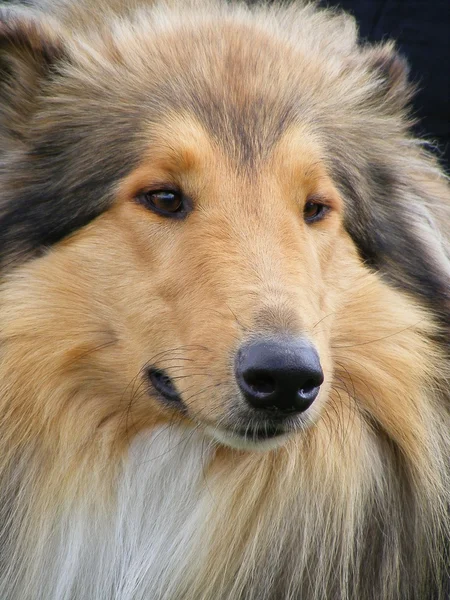 Collie close up — Stock Photo, Image