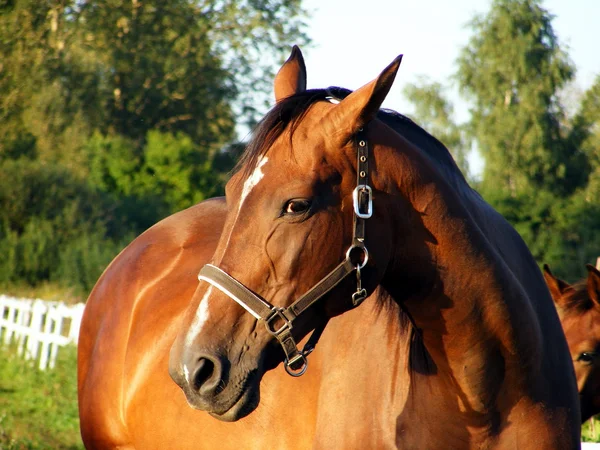 Bruin paard portret — Stockfoto