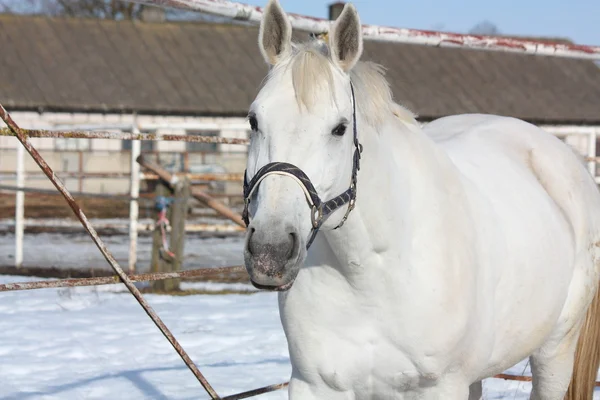 Cheval blanc à la ferme — Photo