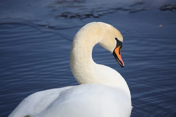 Beautiful white swan portrait — Stock Photo, Image