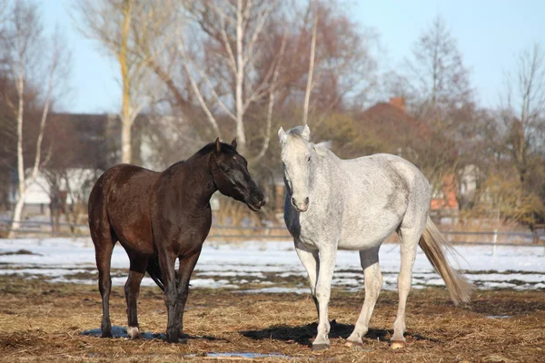 Чёрно-белые лошади — стоковое фото