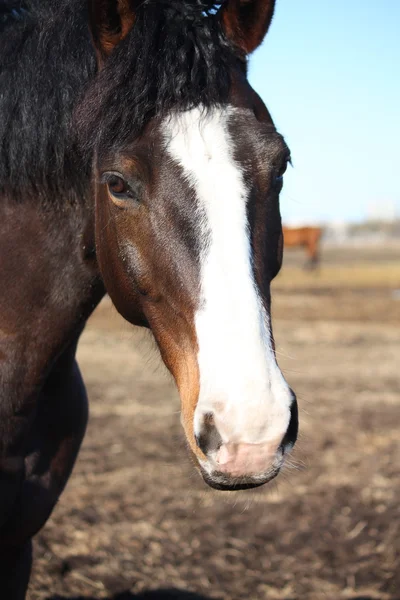 Close up of dark brown horse with white stripe — Stock Photo, Image