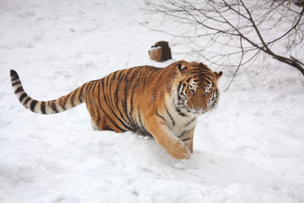 Beautiful tiger walking in snow