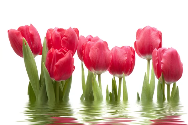 Isolated tulips with reflection. — Stock Photo, Image