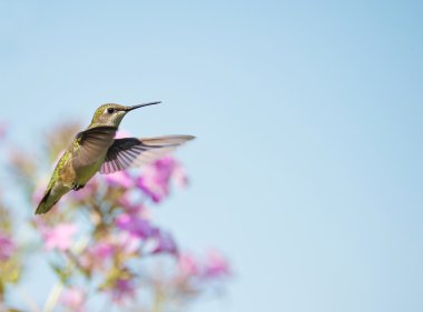 Female ruby throated hummingbird in motion. clipart