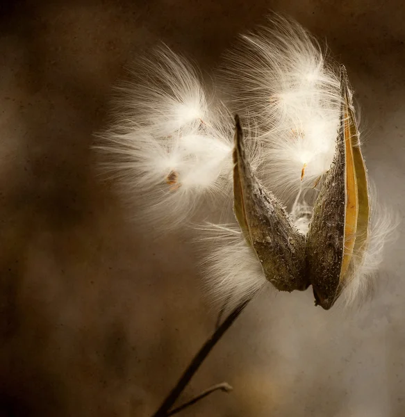 Semena milkweed foukání. — Stock fotografie