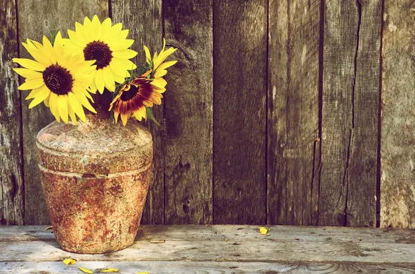 Sunflower still life. — Stock Photo, Image