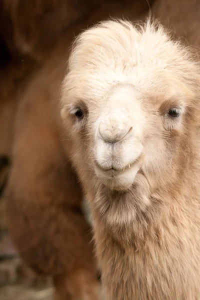 stock image Young camel