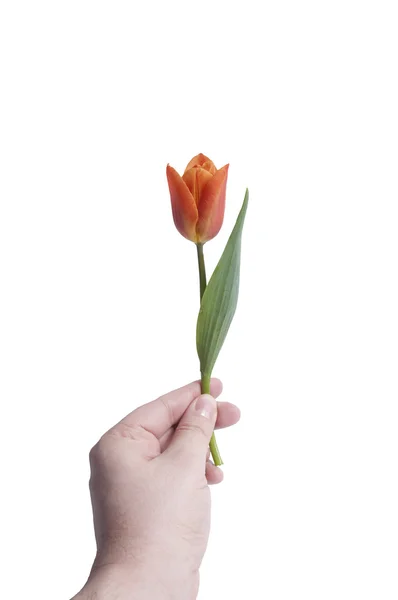 Un tulipán para ti Imagen de stock