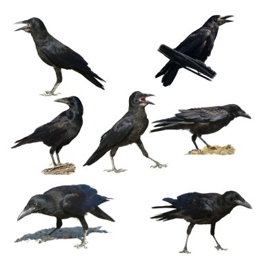 Rook isolated on white background, Corvus frugilegus clipart