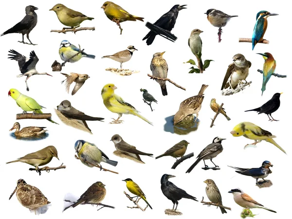 Conjunto de aves isoladas em branco (1 ) — Fotografia de Stock