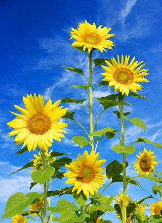 Champ de tournesols sur ciel bleu nuageux 