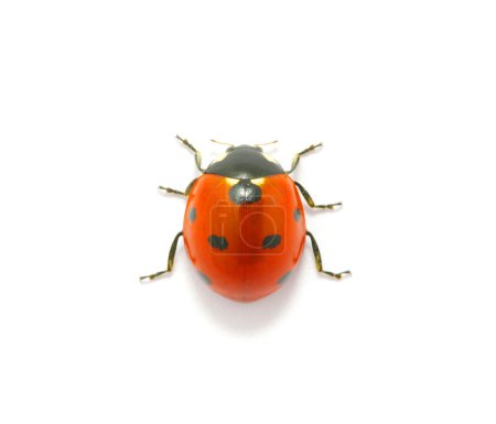 Coccinelle