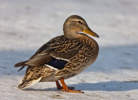 Canard sur la neige 