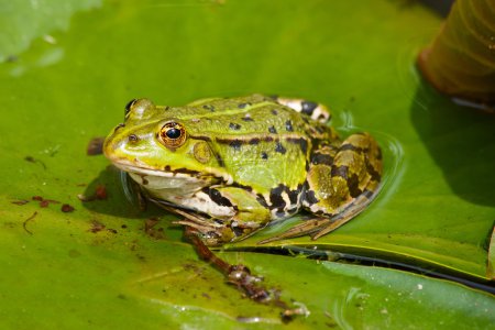 Portrait d'une grenouille verte assise sur la feuille 