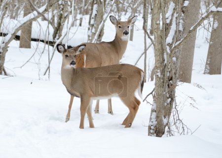 Cerf de Virginie debout dans les bois dans la neige hivernale .