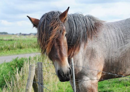 Cheval de trait Brabant 