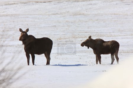 Orignal en hiver Saskatchewan 